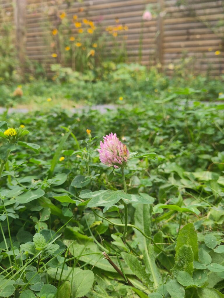 Hoe maak ik een bloemrijke tuin