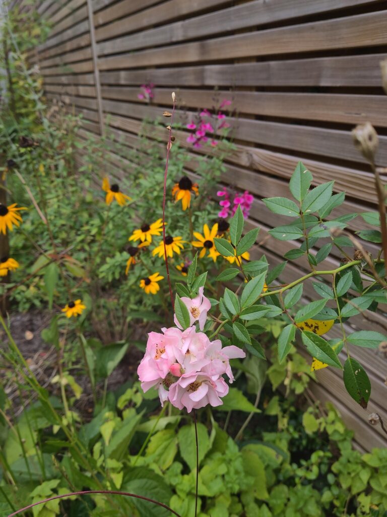 Hoe krijg ik meer kleur in de tuin?