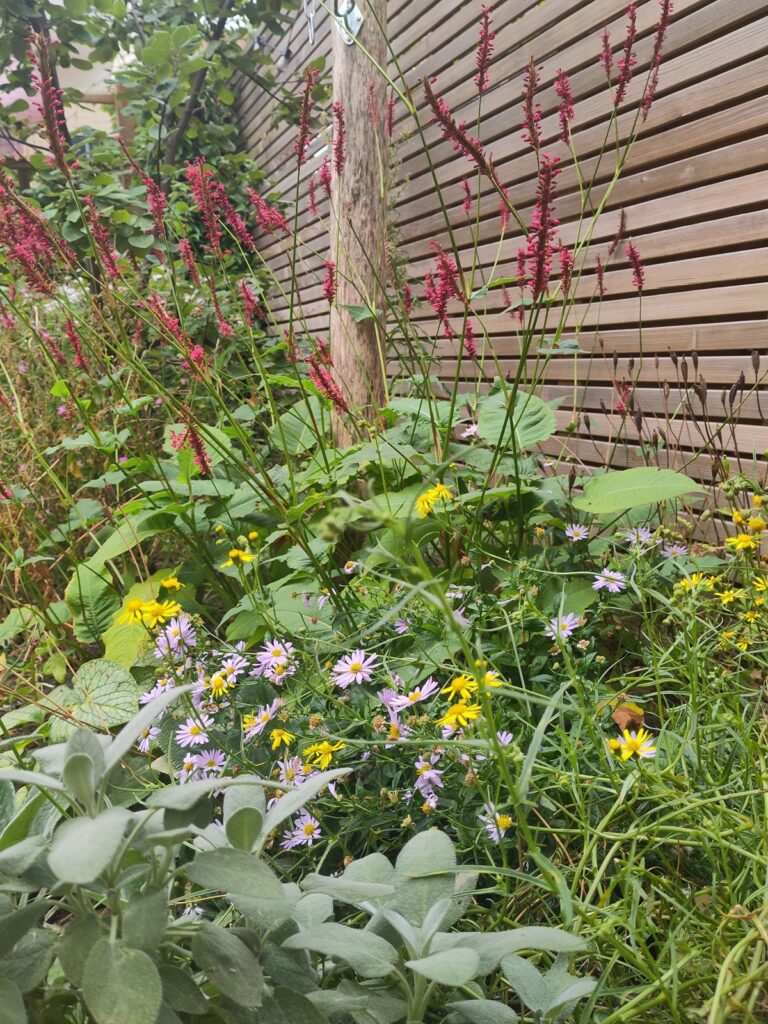 Meer planten in de tuin